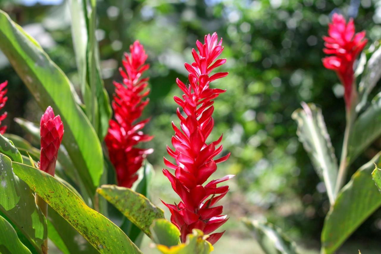 Samana Ecolodge El Limon Εξωτερικό φωτογραφία